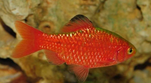 Pct. C/10 Peixes Barbus Sumatra Vermelho -aquário- Água Doce