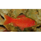 Pct. C/10 Peixes Barbus Sumatra Vermelho -aquário- Água Doce