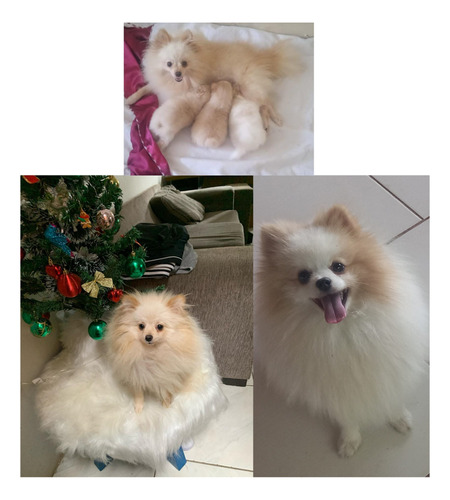 Filhote Spitz Alemão Lulu Da Pomerânia Pelo Longo