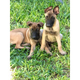 Pastor Belga Malinois Con Y Sin Pedigree