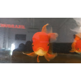Kinguio Oranda Red Matriz 15cm Peixe Goldfish Aquário Lago