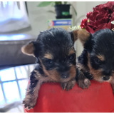 Yorkshire Terrier Cachorros Con Pedrigue