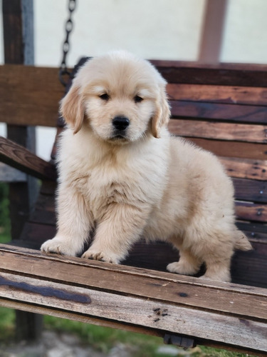 Golden Retriever Con Pedigree Internacional 