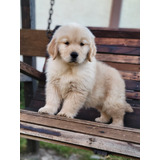 Golden Retriever Con Pedigree Internacional 