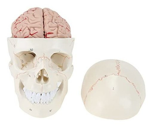 Miirr Modelo De Calavera Humana Con Cerebro Desmontable, Mod