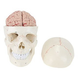 Miirr Modelo De Calavera Humana Con Cerebro Desmontable, Mod