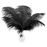 Plumas De Avestruz Naturales Color Negro, Paquete De 24