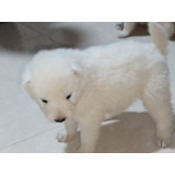 Vendo Cachorros Samoyedo Machos Y Hembras