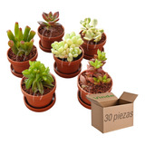 30 Plantas Suculentas Variadas. Recuerdos Eventos, Regalo. 