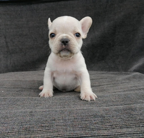 Cachorros Bulldog Francés Perros Salento Popayán Valledupar