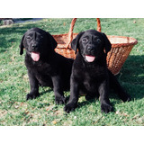 Cachorros Labrador Retriever. Línea Inglesa. Padres Pedigri