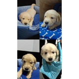 Vende Se Filhotes De Golden Retriever