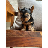 Yorkshire Terrier. Hembras Disponibles.