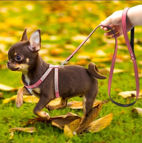 Arnés Brillante Para Perros Pequeños O Cachorros