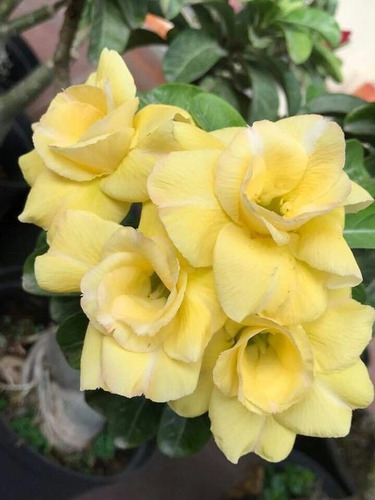 Rosa Del Desierto , Adenium Color Amarillo Col