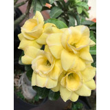 Rosa Del Desierto , Adenium Color Amarillo Col