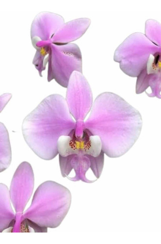 Orquídea Phalaenopsis Schilleriana Muda