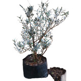 Árbol Para Bonsai Olivo Olea Europea 1-a