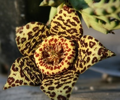 Planta Rara  Suculenta Colección Orbea Lepida Grandiflora $