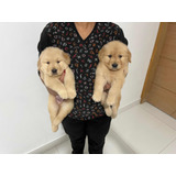 Filhotes De Golden Retriever Macho (entrega Imediata)