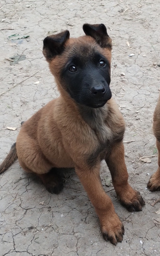 Cachorros Belga Malinois 