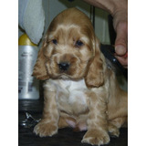 Cachorro Cocker Spaniel!! 0001