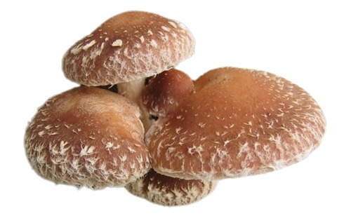 Micelio Semilla Shiitake 1 Kg