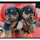 Hermosos Cachorros Rottweiler