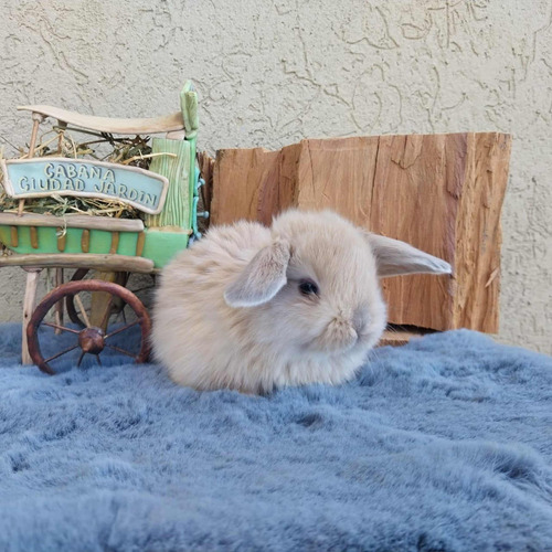 Conejos Mini Pet Shop