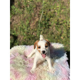 Perro Jack Russell Terrier Disponibles Cachorros