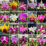 Kit 10 Mudas De Orquídea Cattleya Diversas Cores Lindas