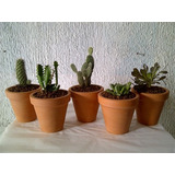 10 Mini Cactus Y Suculentas Maceta Barro N°7 Eventos Isiflor