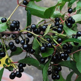 10 Sementes Maqui Berry Aristotelia Chilensis Super Fruta P/ Mudas Frete Barato Envio Rapido