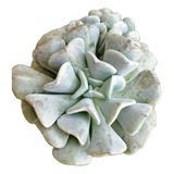 Echeveria Cubic Frost 