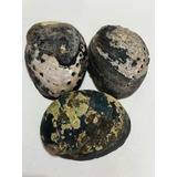 3 Conchas De Abulon Negro Naturales. Peceras #6. Peceras Art