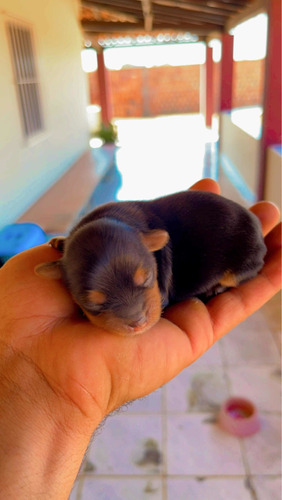 Vendo Filhotes De Yorkshire Micro Terrier Com Pedigree 