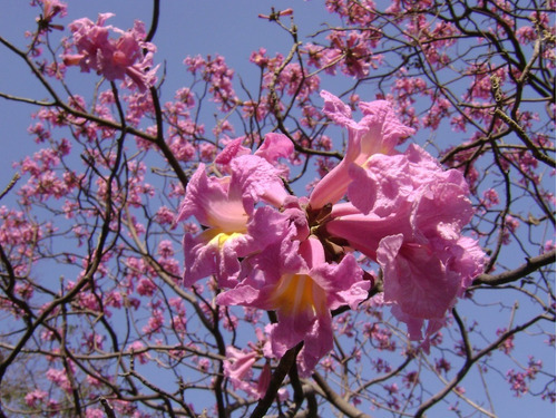 10 Semillas Roble Rosado Tabebuia Selección Árbol Exótico