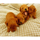 Hermosos Cachorros French Poodle Mini Toy Rojo 100% Legitimo