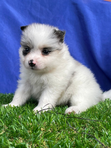 Cachorro Pomeranian Pie Merle Bogotá Animal Pets Colombia 