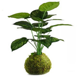 Kokedama Planta 55cm Monstera Costilla Misionera Artificial 