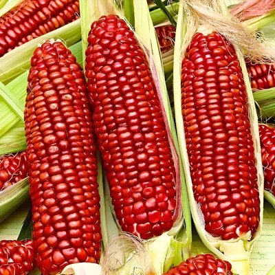 100 Semillas De Maiz Rojo Elote Extra Dulce 100 Semillas | Envío gratis