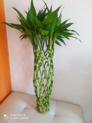 Plantas De  Bambu De La Suerte