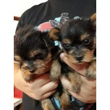 Lindos Yorkshire Terrier Miniatura 