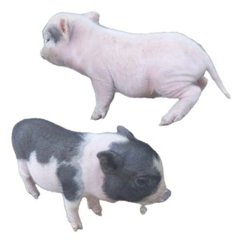 Cerditos Minipig 