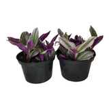 2 Mudas Lambari Rosa (tradescantia Flumin. Lavender) Pote 11