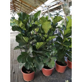 Ficus Lyrata Xl 