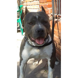 Servicio De American Pitbull Terrier Con Reg.kca