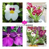 3 Orquídeas Miltonia Colômbianas No Vaso Lindas Cores