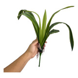 Folha De Orquidea Silicone Com Raízes Planta Artificial 56cm