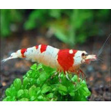 Combo Camarão Caridina Red Crystal / Black Crystal S(4 Unid)